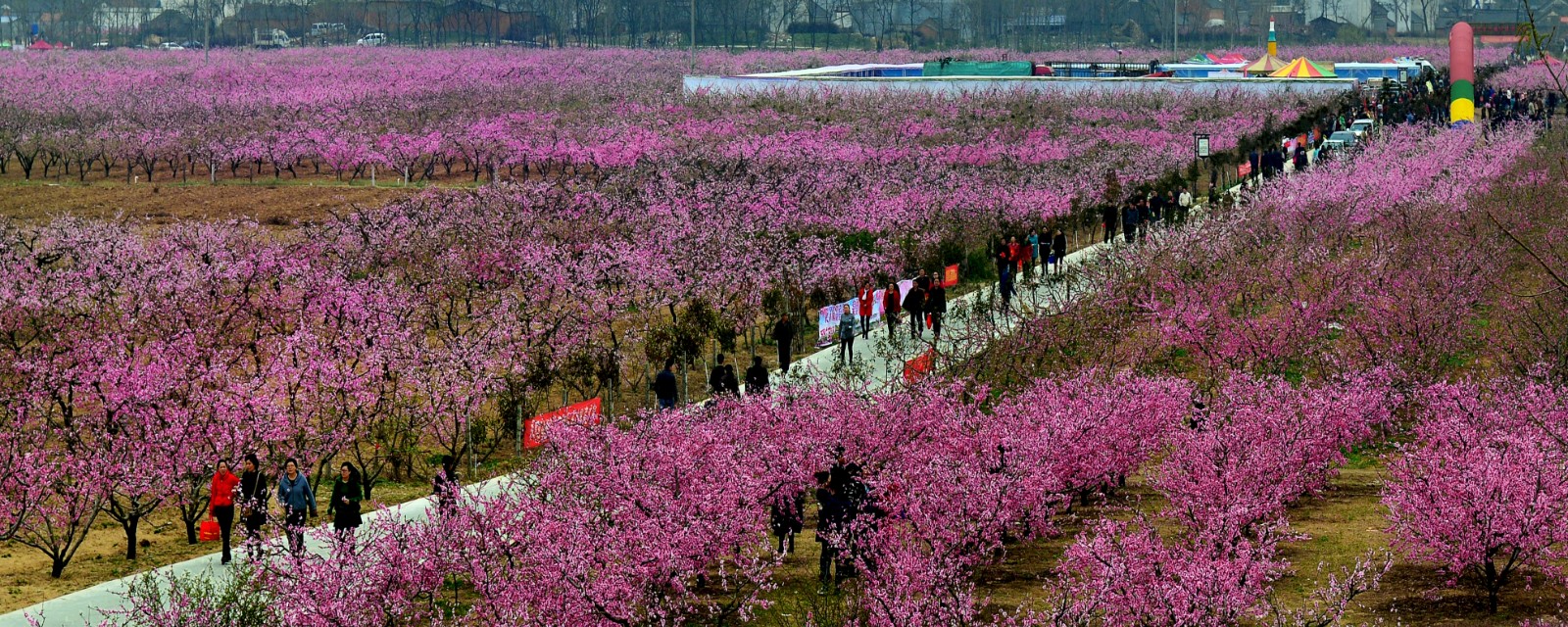 津湾桃园春意浓  程林芳摄影.jpg