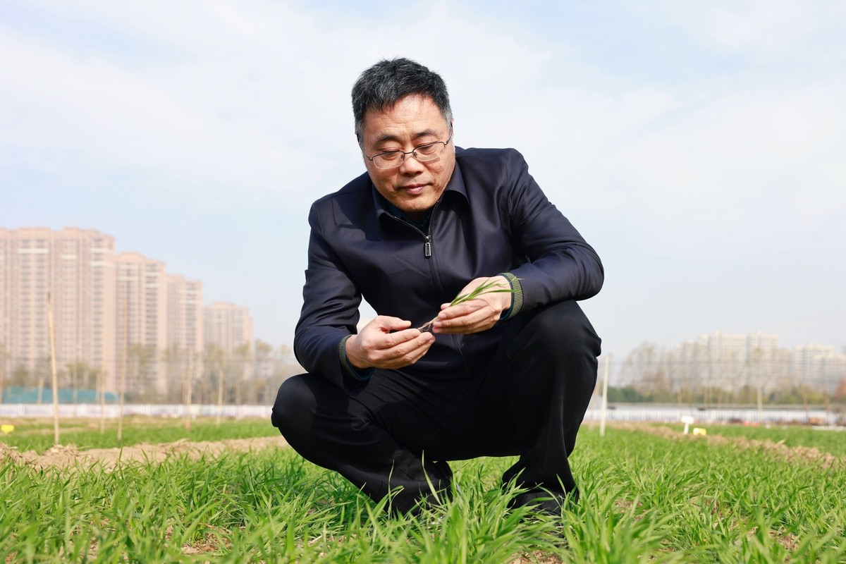 1如何做好小麦冬前管理？专家指导意见来了.jpg