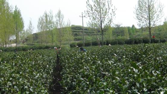茶叶照片5