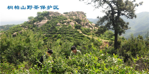 茶叶照片2