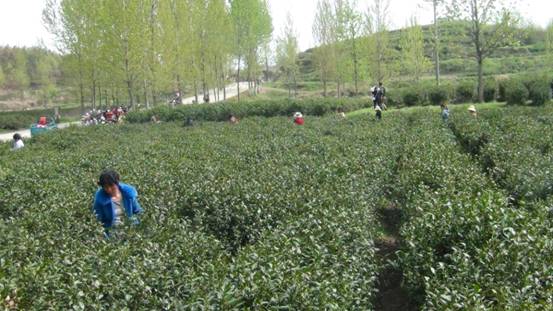 茶叶照片4