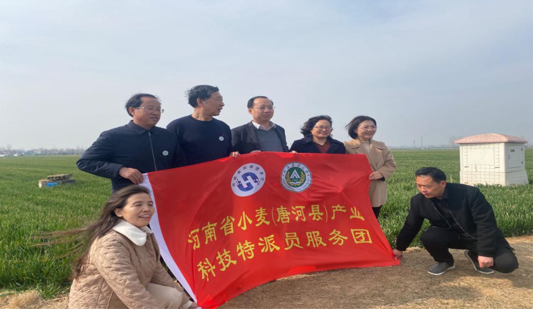河南省小麦产业科技特派员服务团赴唐河县开展早春小麦田间技术指导服务