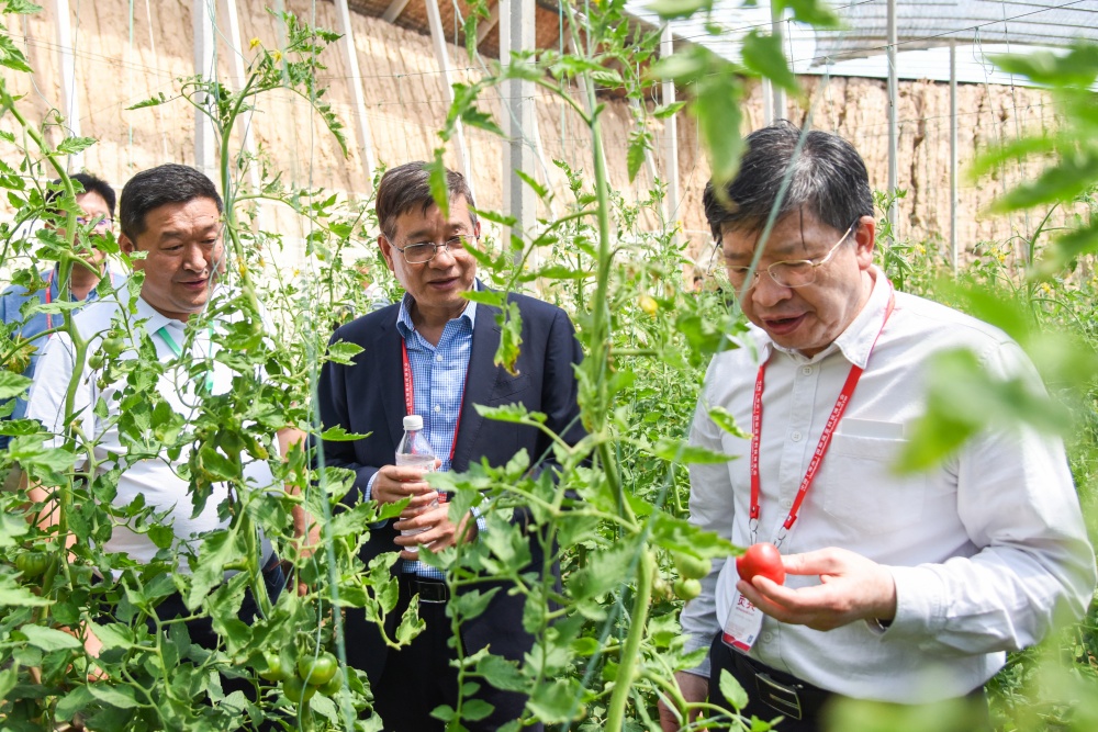 华中农大培育出草莓番茄品种新标杆
