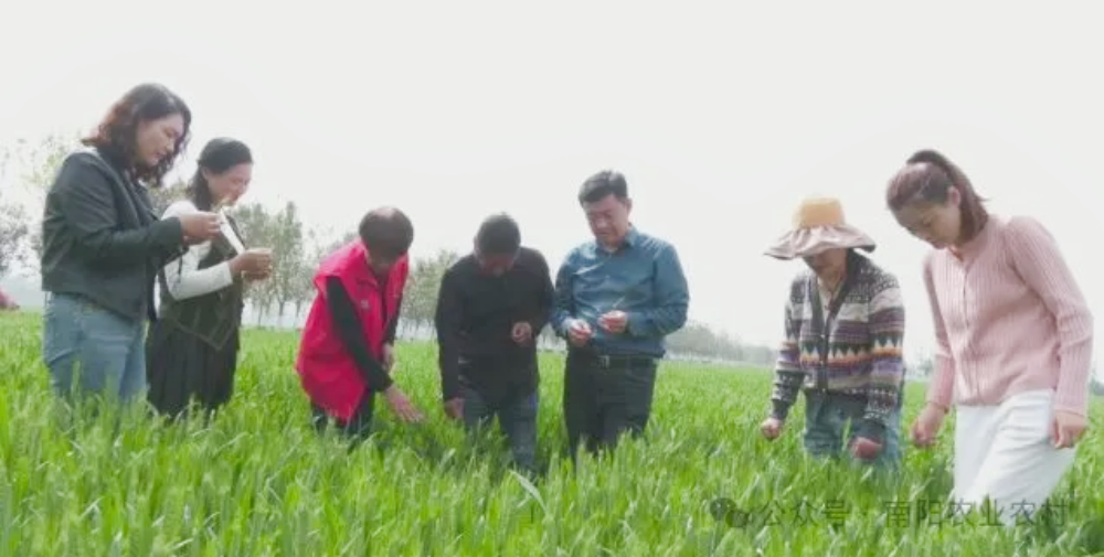 镇平：扎实做好小麦病虫害防控  确保夏粮丰产丰收