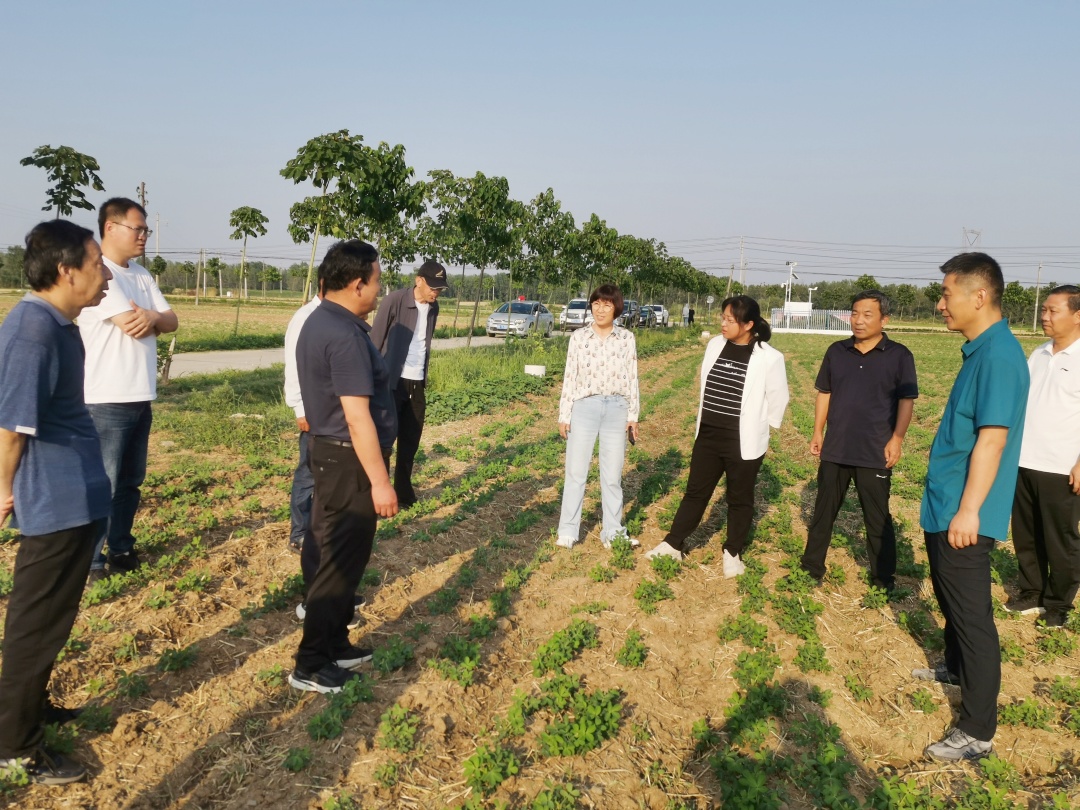 农业农村部种植业管理司调研组莅临唐河县调研花生产业