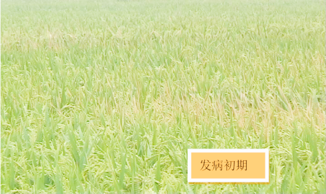 水稻细菌性白叶枯近期多发，要及时防治
