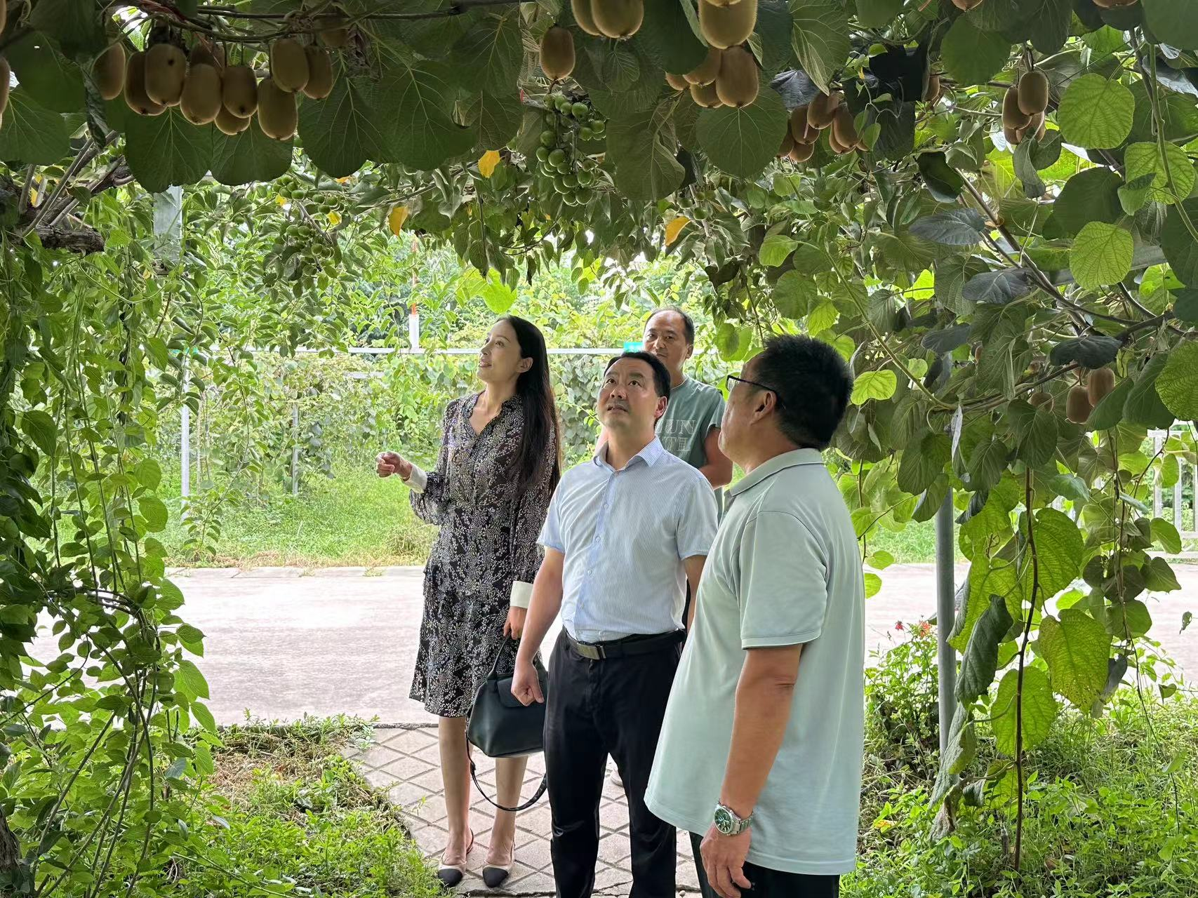 西峡县科技局：科技助力，引领猕猴桃产业新发展