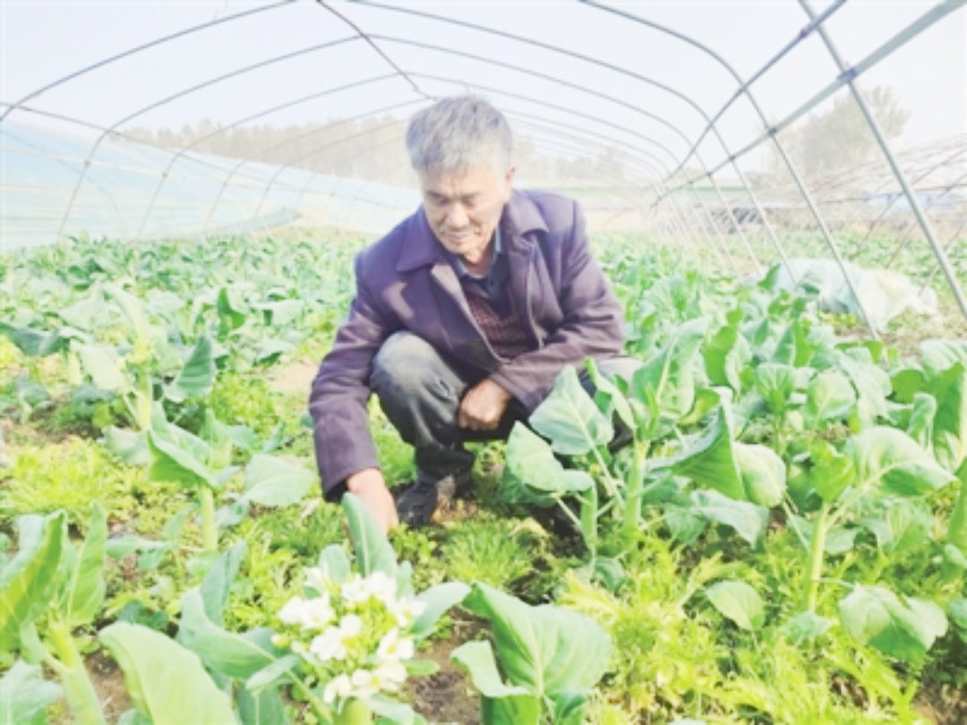 “老把式”用上新技术—靠特色种植蔬菜走上富裕路