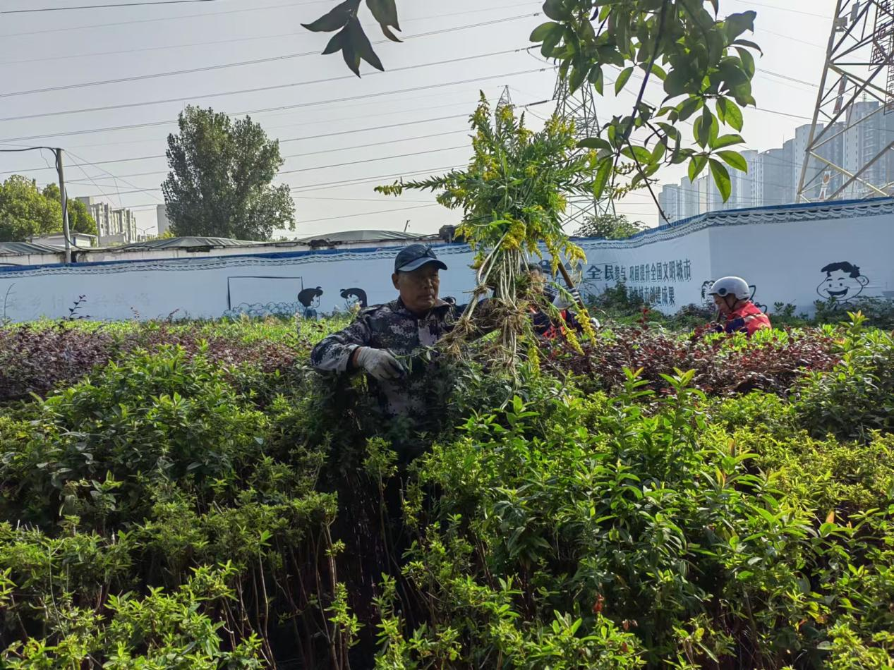 市城市河道治理中心：清除“加拿大一枝黄花”