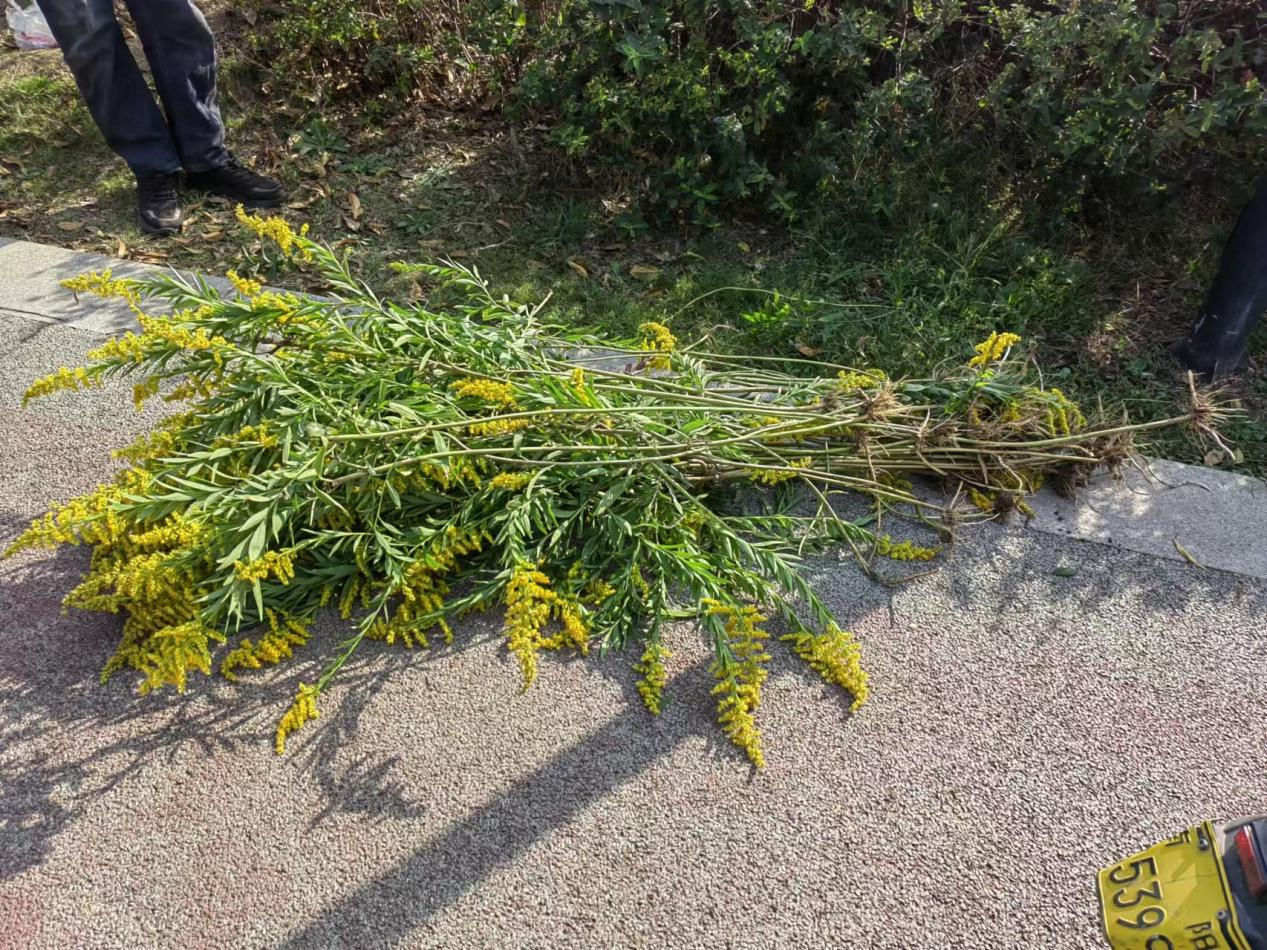 市城市河道治理中心：清除“加拿大一枝黄花”