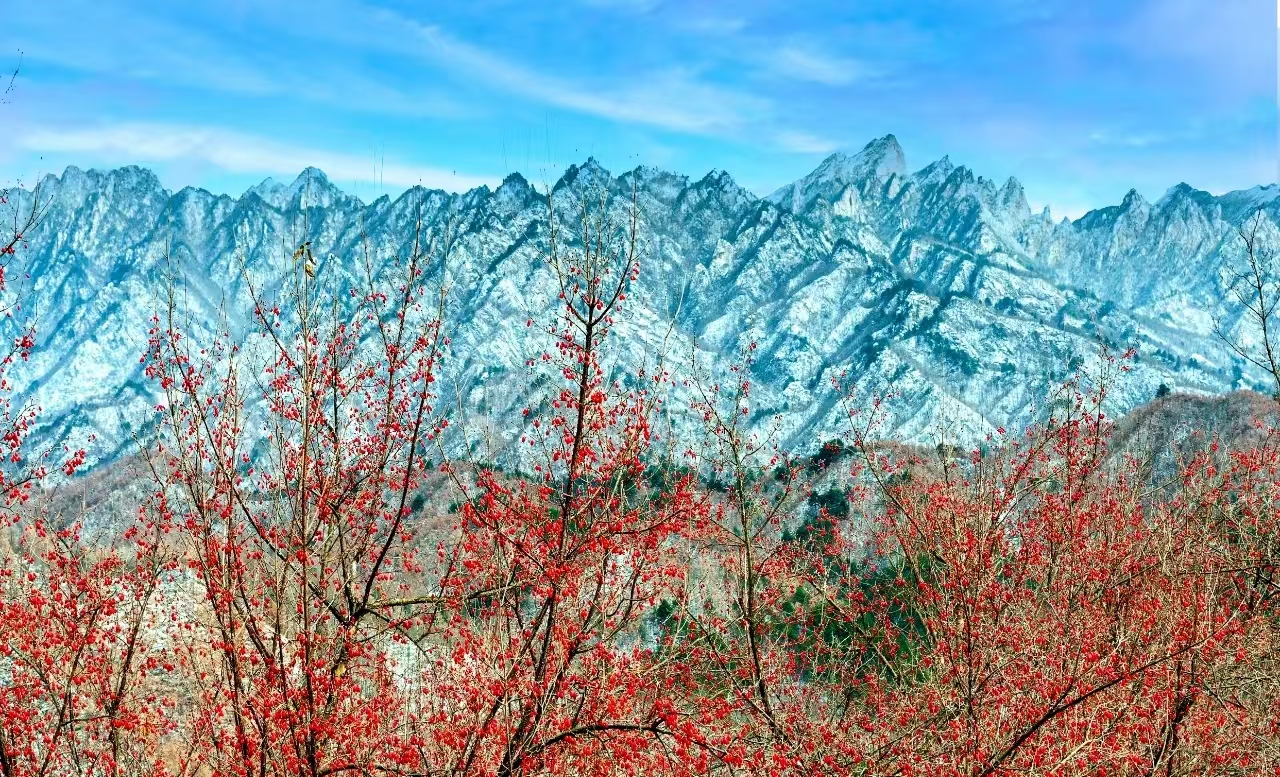 西峡：山茱萸映红致富路