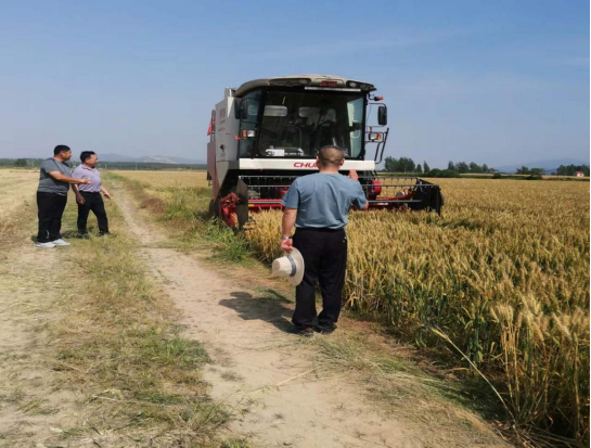 风吹麦浪香 颗粒归仓忙 风吹麦浪香 颗粒归仓忙