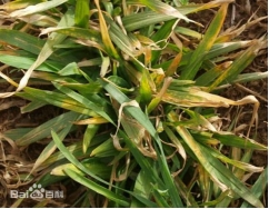 抓紧查治小麦花叶病毒病