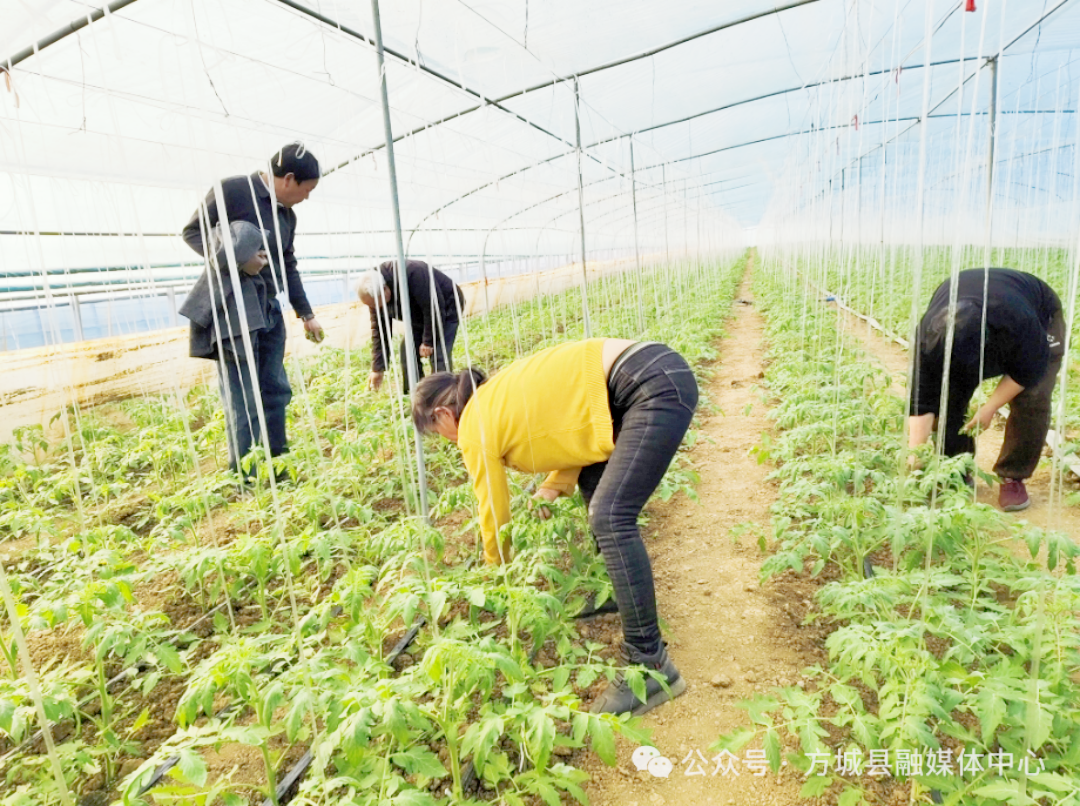 方城县博望镇：冬日大棚绿意浓 蔬菜种植促增收