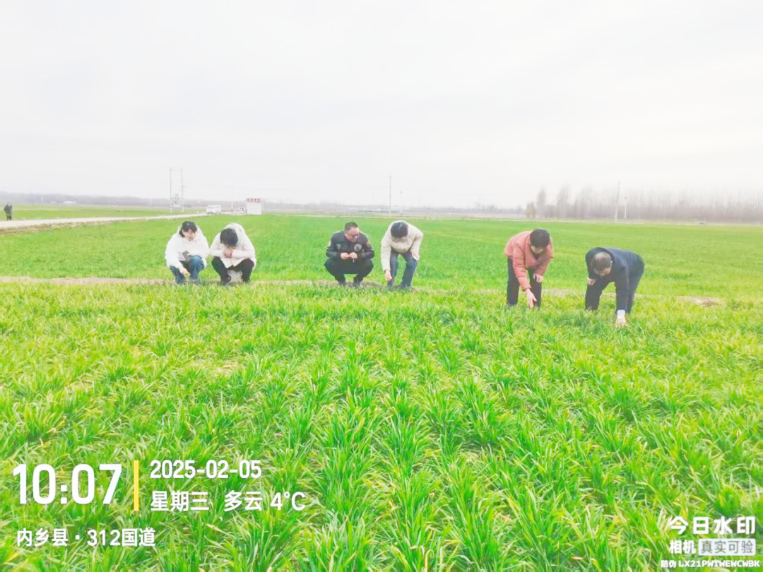 南阳市农业技术推广中心开展小麦苗情调查及技术指导