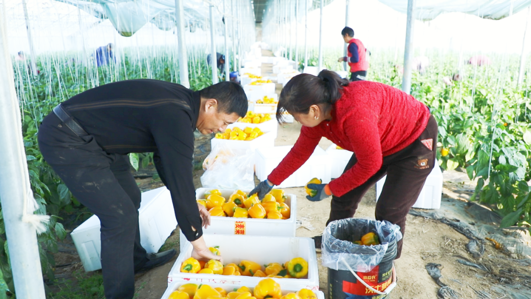 社旗：发展设施农业赋能乡村振兴