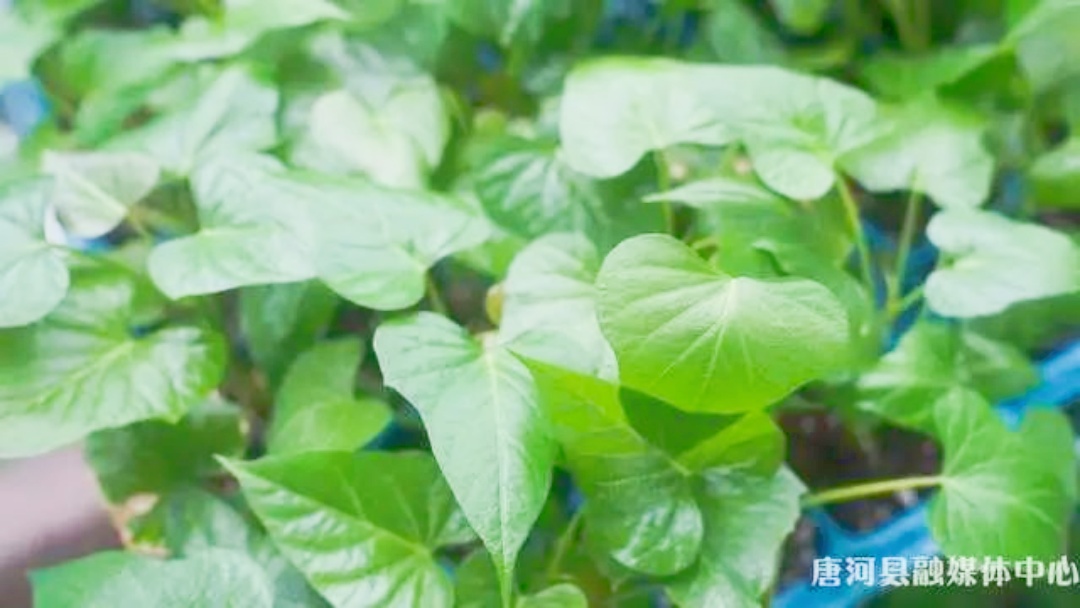 唐河：春育红薯苗 “薯” 写产业新篇