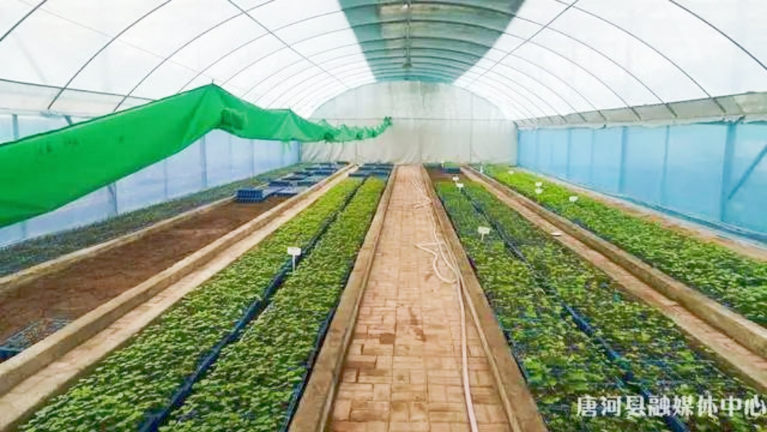 唐河：春育红薯苗 “薯” 写产业新篇