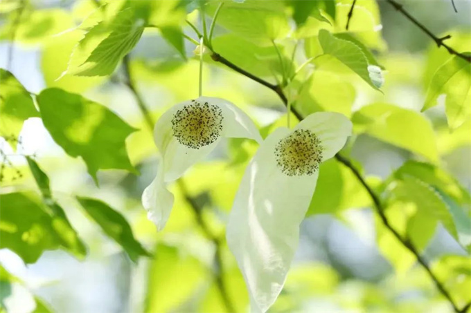 第十二个“世界野生动植物日”主题宣传