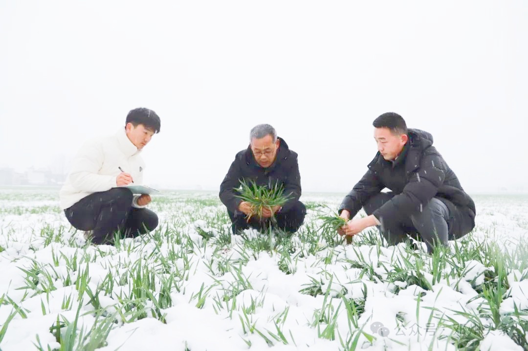 邓州市农业技术推广中心：积极应对雨雪天气 保障小麦稳产丰收