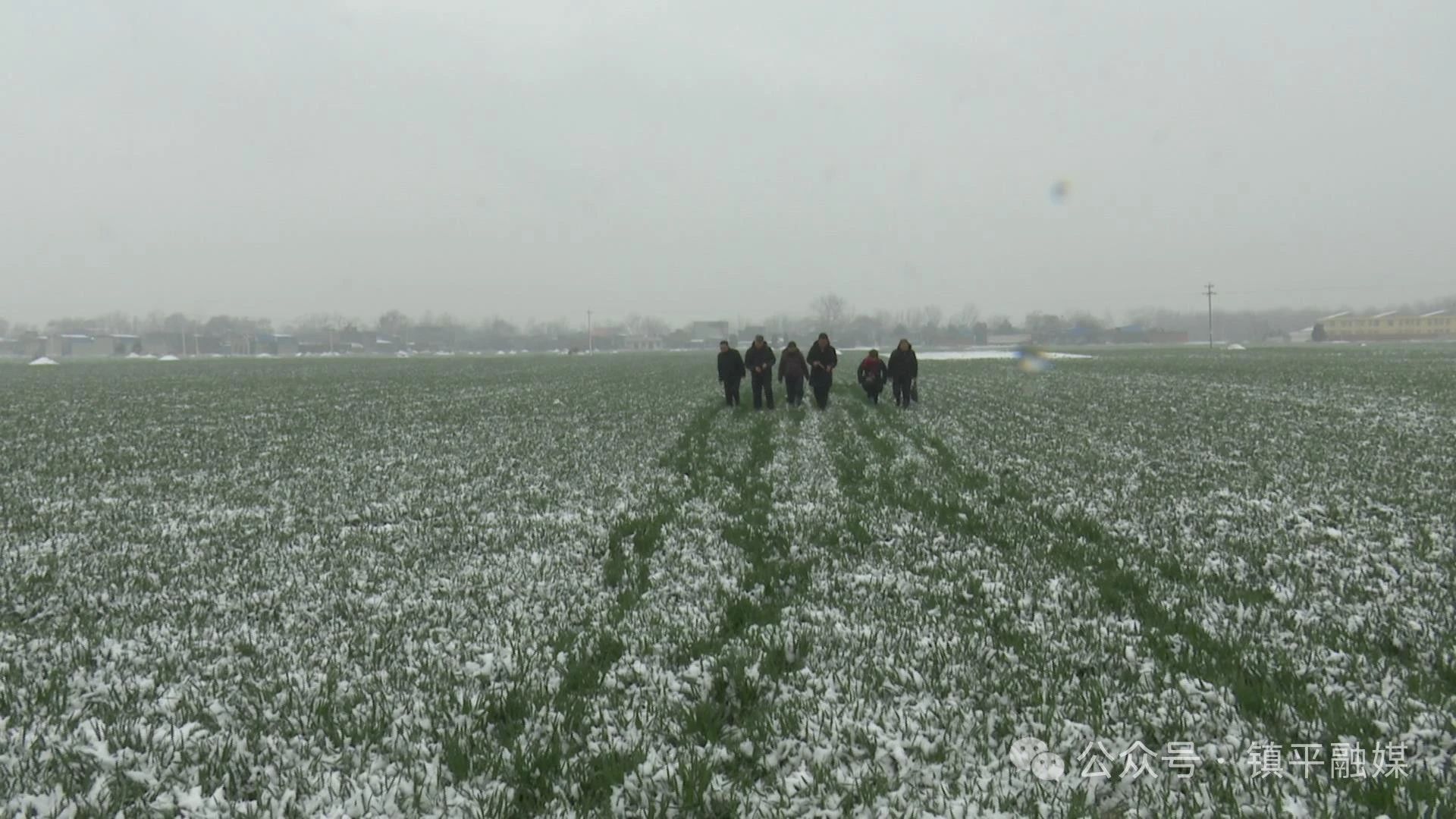 镇平：加强低温雨雪麦田管理 确保夏粮丰产丰收