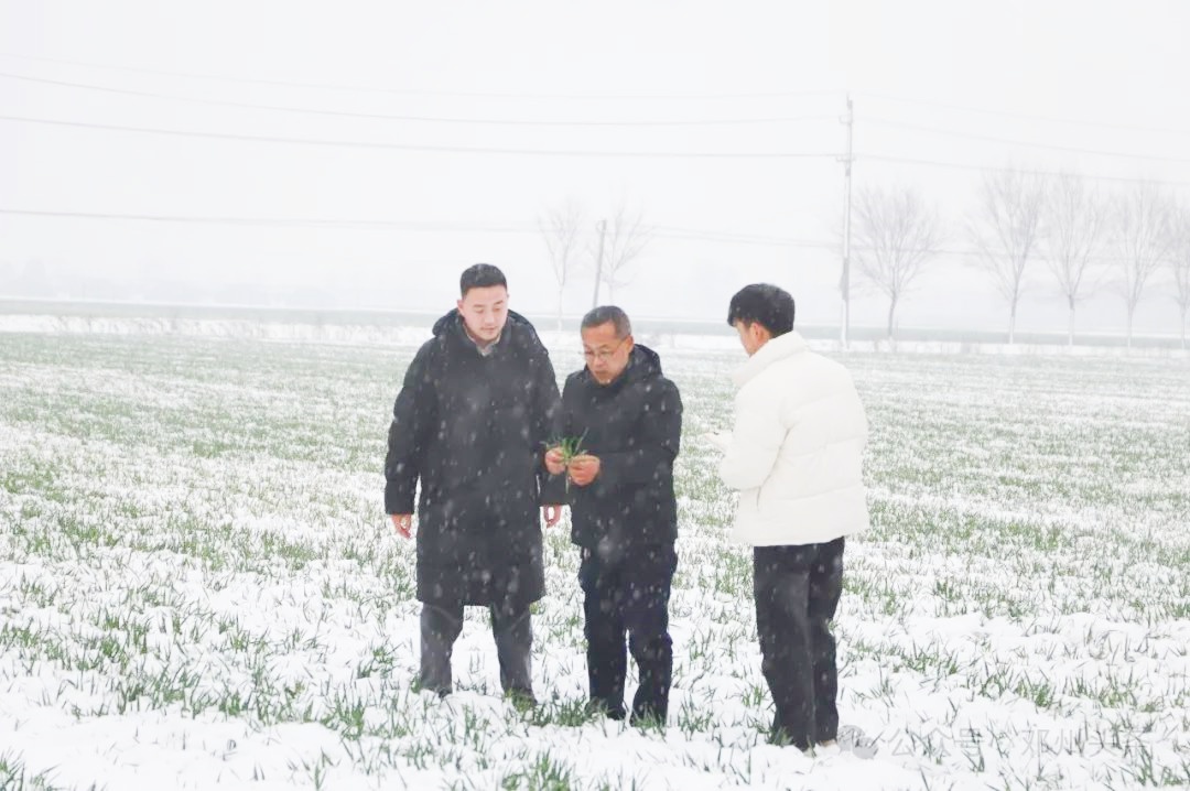 邓州市农业技术推广中心：积极应对雨雪天气 保障小麦稳产丰收