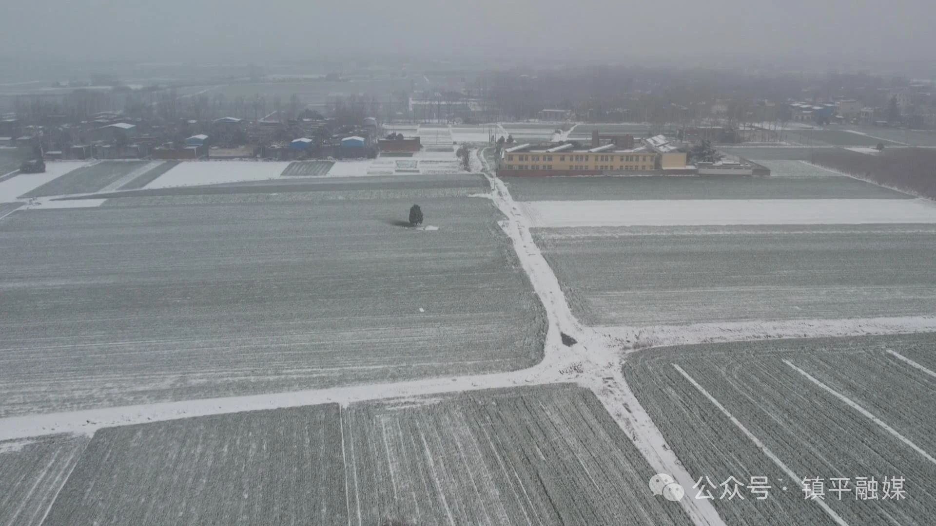 镇平：加强低温雨雪麦田管理 确保夏粮丰产丰收