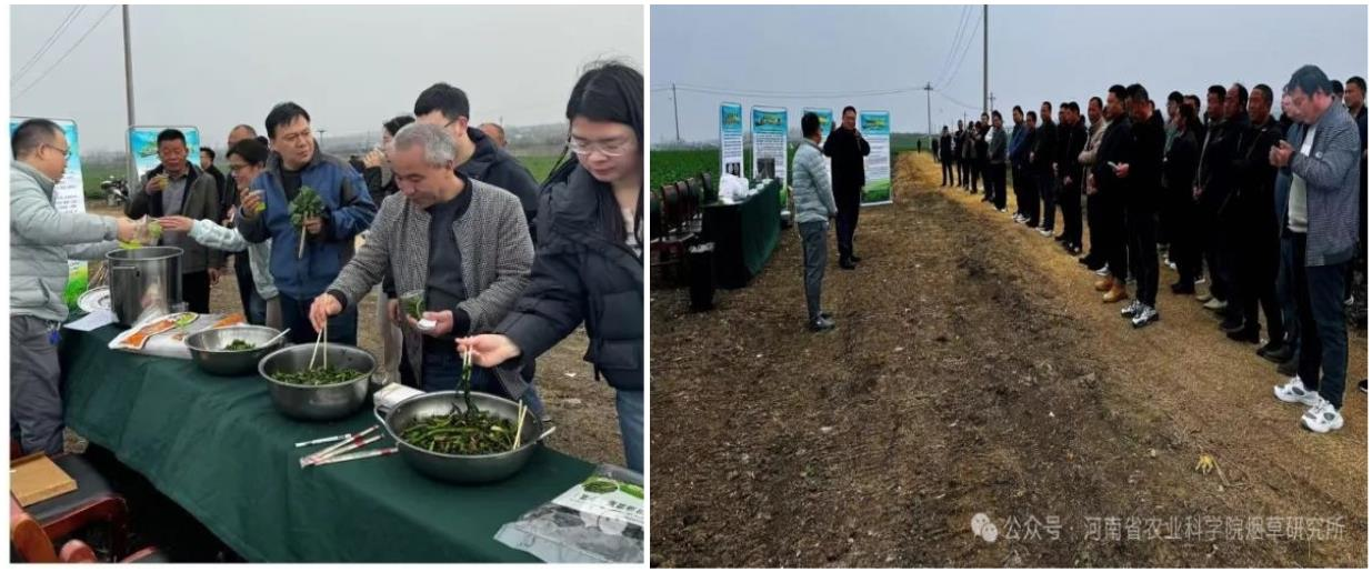 豫南片区冬闲烟田种植特色油菜现场会在我市召开