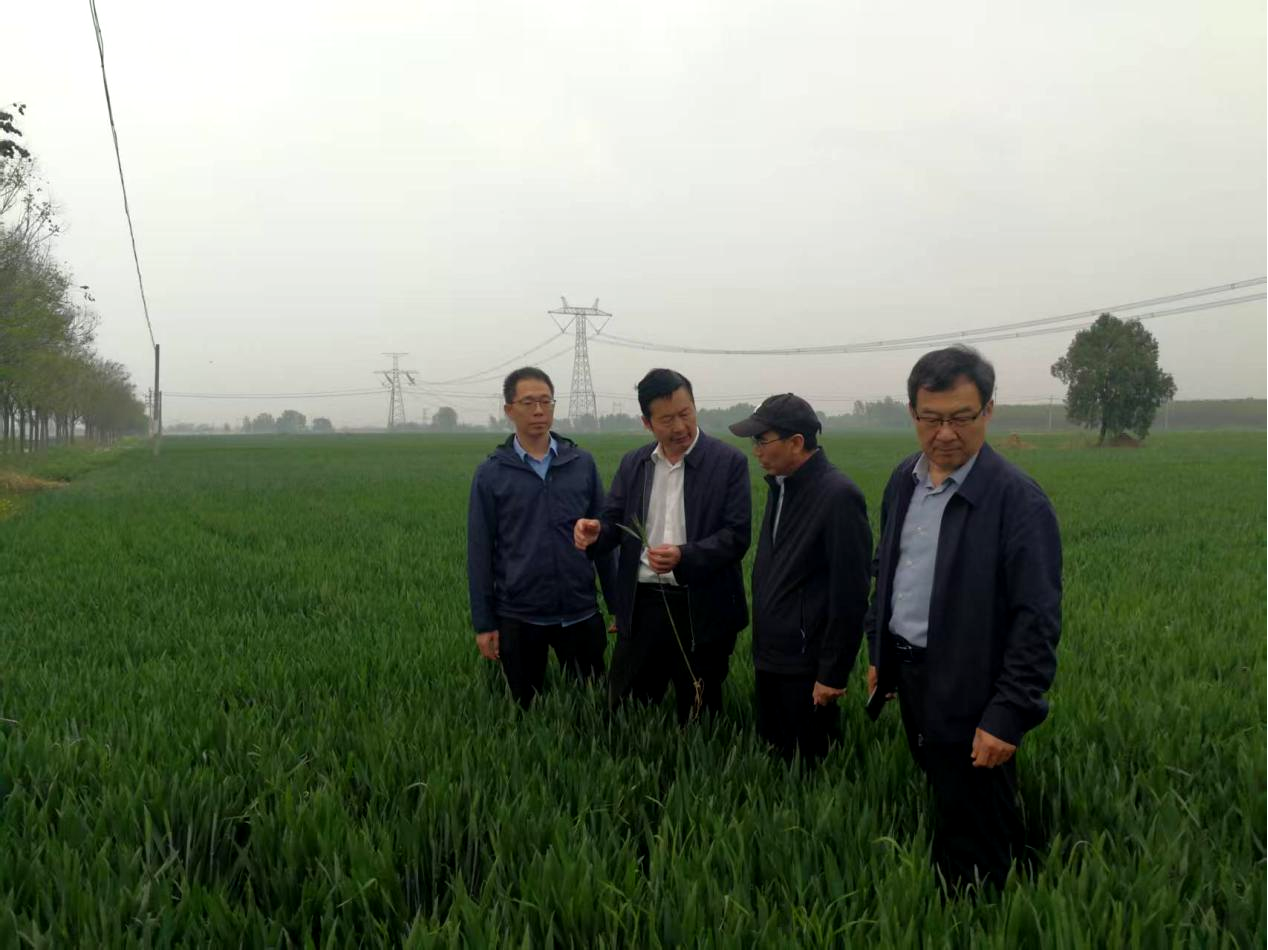 省农业农村厅小麦技术指导组赴我市调研指导麦管工作
