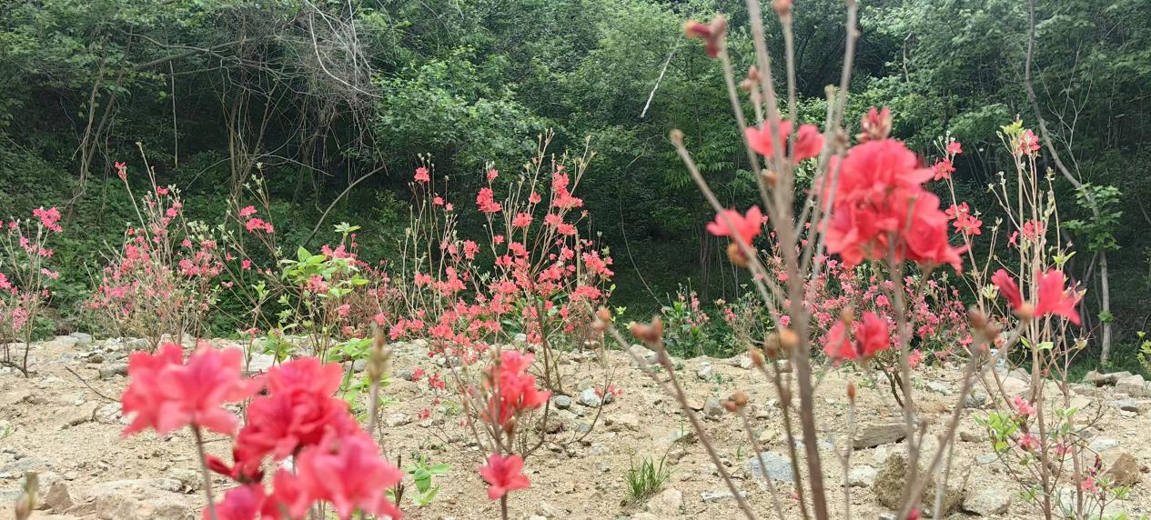 桐柏县龙潭河景区全力打造十里画廊 绘就生态旅游新画卷