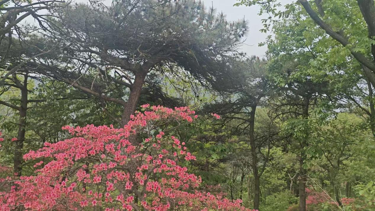 桐柏县龙潭河景区全力打造十里画廊 绘就生态旅游新画卷