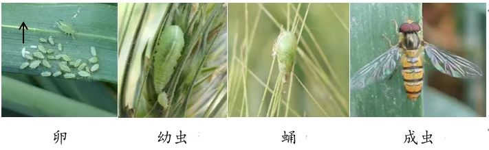 如何识别和保护麦田害虫的天敌昆虫