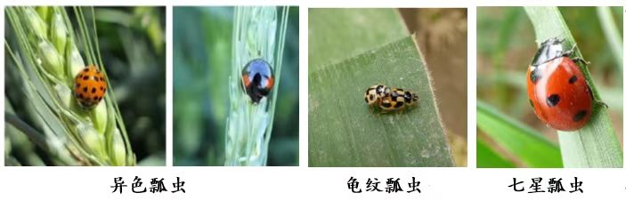 如何识别和保护麦田害虫的天敌昆虫