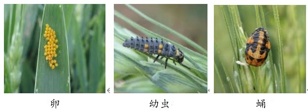 如何识别和保护麦田害虫的天敌昆虫