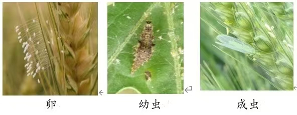 如何识别和保护麦田害虫的天敌昆虫