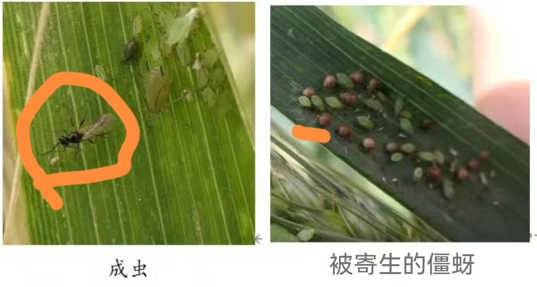 如何识别和保护麦田害虫的天敌昆虫