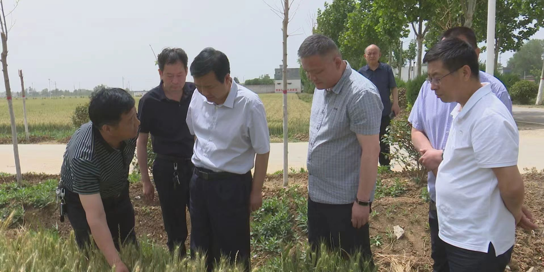 艾进德调研抗旱保麦工作