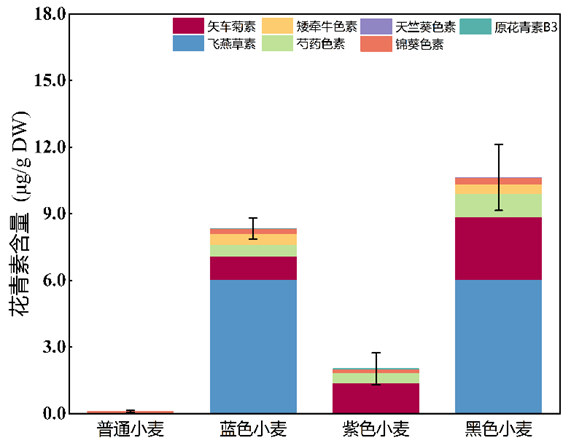 科学普及 | 营养健康的彩色小麦