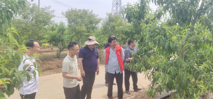 专家科技助力  “唐果”丰收有望
