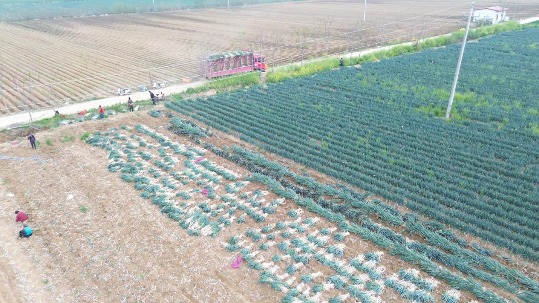 社旗：大葱错季种植  实现“葱香”四季