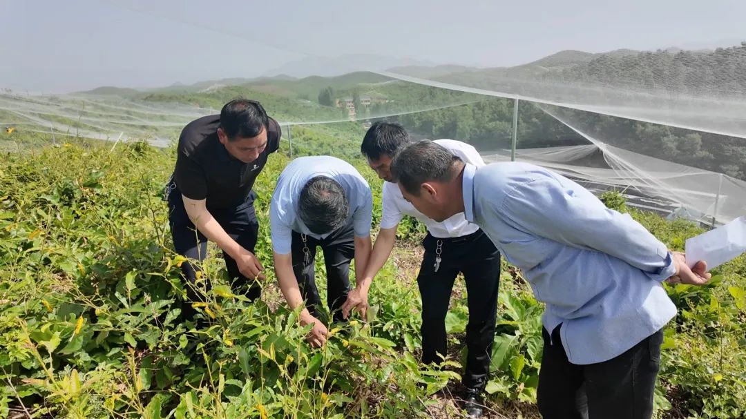 南召：青山铺富路 金蚕织锦绣