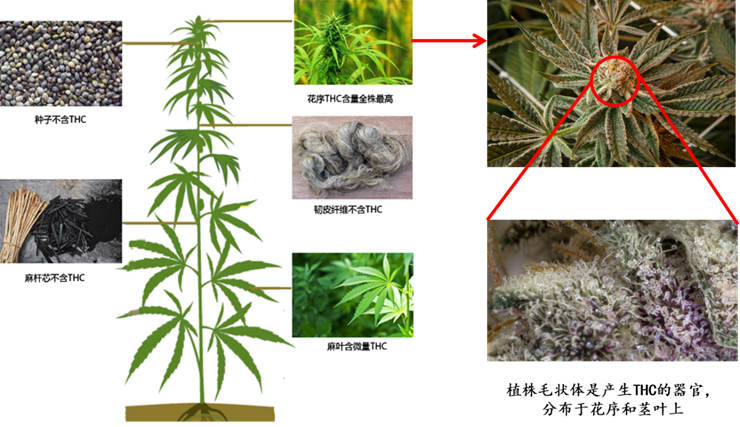 科学普及 | 哪种麻类作物可称作“最矛盾”的麻？