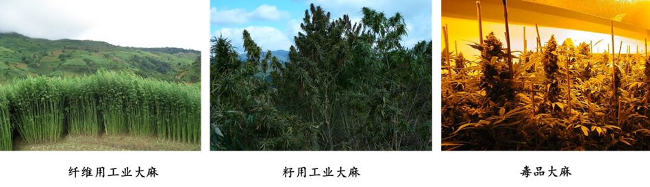 科学普及 | 哪种麻类作物可称作“最矛盾”的麻？