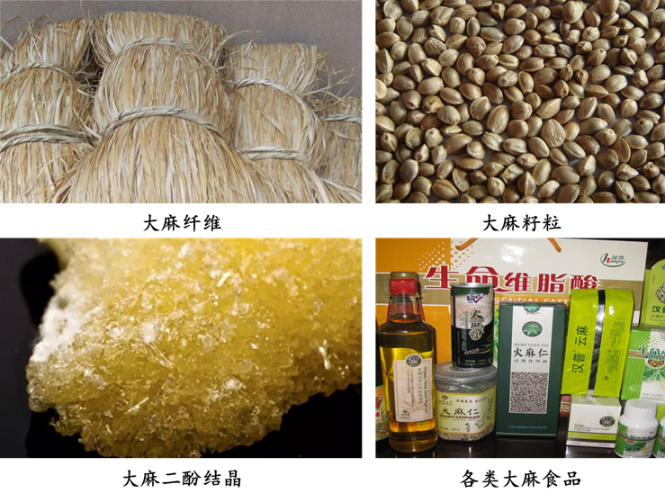科学普及 | 哪种麻类作物可称作“最矛盾”的麻？
