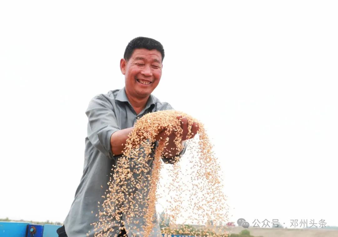 邓州市喜开小麦“第一镰”