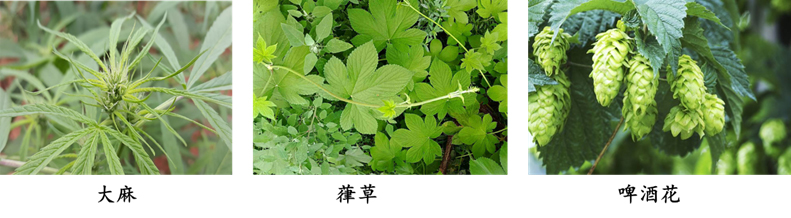 科学普及 | 哪种麻类作物可称作“最矛盾”的麻？