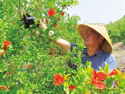 全国劳动模范杨运中—荒山变“金山” 共同致富谱新篇