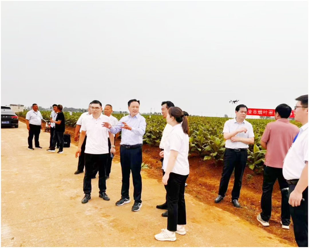 全市以烟为主家庭农场暨烟田管理观摩交流会在唐河县召开