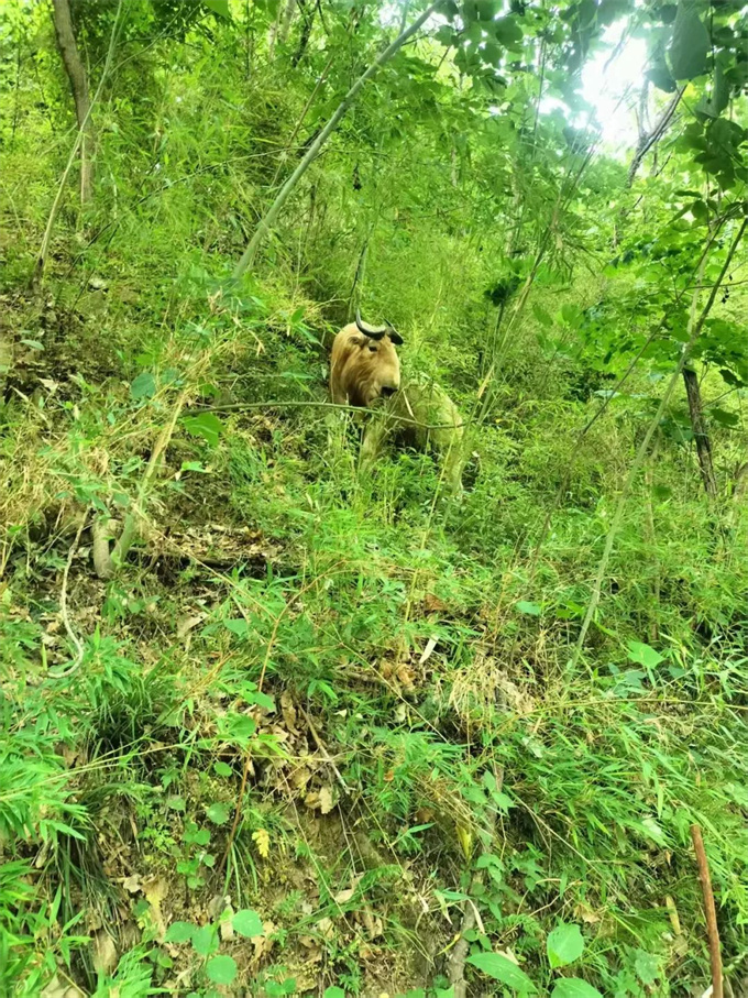 国家一级保护动物秦岭羚牛首现西峡