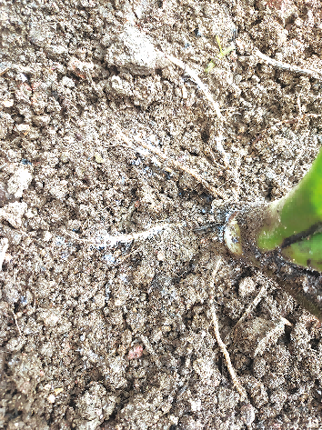 芋头地底蚜虫防治措施